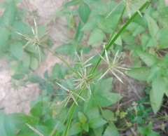 Cyperus sphacelatus