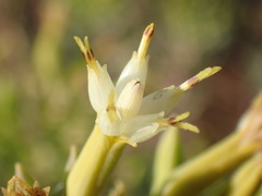 Hertia pallens