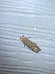 Limnaecia phragmitella