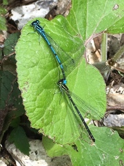 Coenagrion puella