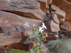 Jamesbrittenia albiflora