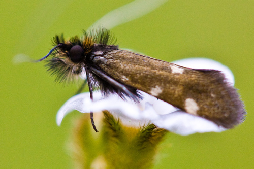 Adela flammeusella photo 2