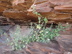 Jamesbrittenia albiflora