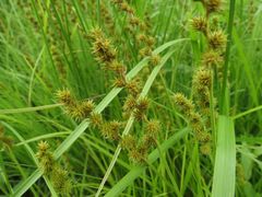 Carex maackii
