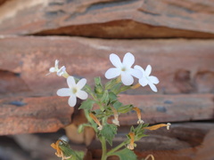 Jamesbrittenia albiflora