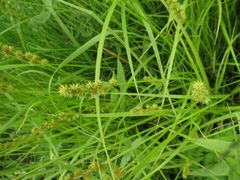 Carex maackii