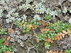 Epilobium microphyllum