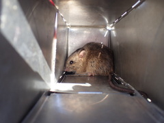 Aethomys chrysophilus