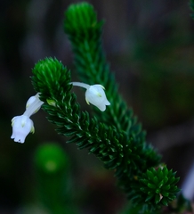 Erica pulvinata
