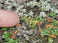 Epilobium microphyllum