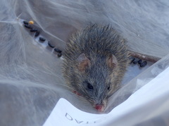 Aethomys chrysophilus