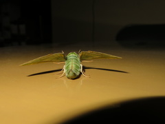 Callambulyx tatarinovii