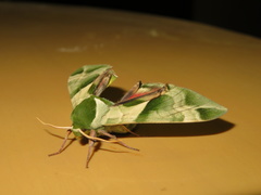 Callambulyx tatarinovii