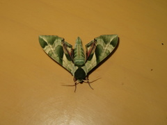 Callambulyx tatarinovii
