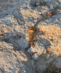 Diceroprocta aurantiaca
