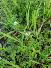 Spermacoce verticillata