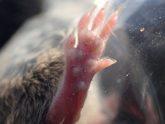 Aethomys chrysophilus