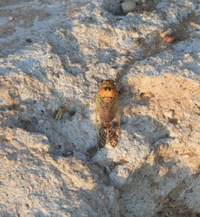Diceroprocta aurantiaca