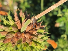 Agonoscelis venosa