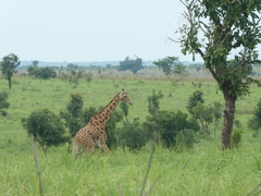Giraffa camelopardalis antiquorum