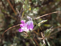 Justicia divaricata