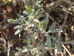 Justicia divaricata