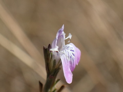 Justicia divaricata
