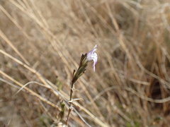 Justicia divaricata