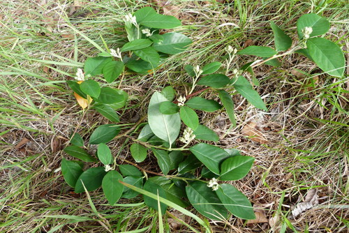 Cotoneaster glaucophyllus