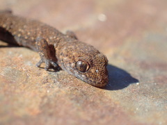 Pachydactylus capensis