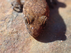 Pachydactylus capensis