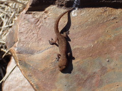 Pachydactylus capensis