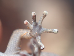 Pachydactylus capensis