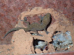 Pachydactylus capensis