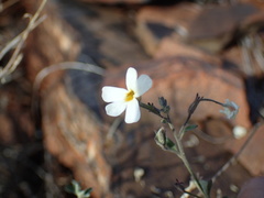 Jamesbrittenia integerrima