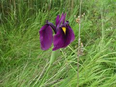 Iris ensata