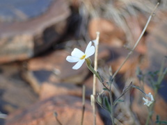 Jamesbrittenia integerrima