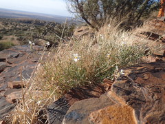 Jamesbrittenia integerrima