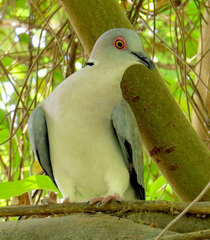 Streptopelia decipiens