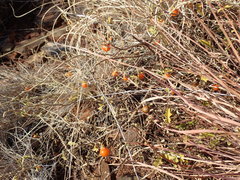 Solanum capense