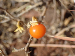 Solanum capense