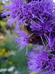 Bombus