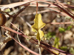 Solanum capense