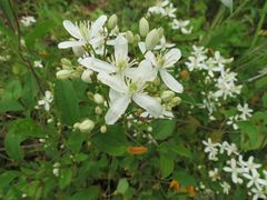 Clematis terniflora mandshurica