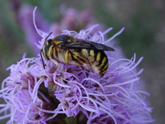 Anthidium