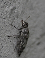 Yakuhananomia bidentata