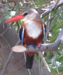 Halcyon leucocephala