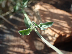 Jamesbrittenia integerrima