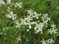 Clematis terniflora mandshurica