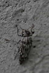 Yakuhananomia bidentata